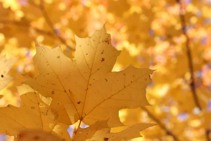 Photo of yellow maple leaves by Kaye Hanson from Unsplash. Turning a new leaf, leaves of paper, pages of books - all come to mind as we begin our Autumn term!