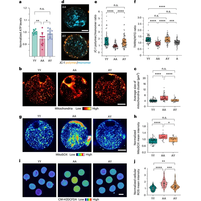 This is figure 6, which shows restored mitochondrial fitness in aged oocytes cultured in young r-follicles.
