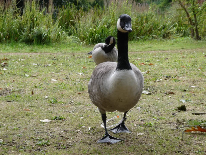A Canada goose walking purposefully towards the camera, while a second is preening in the background.