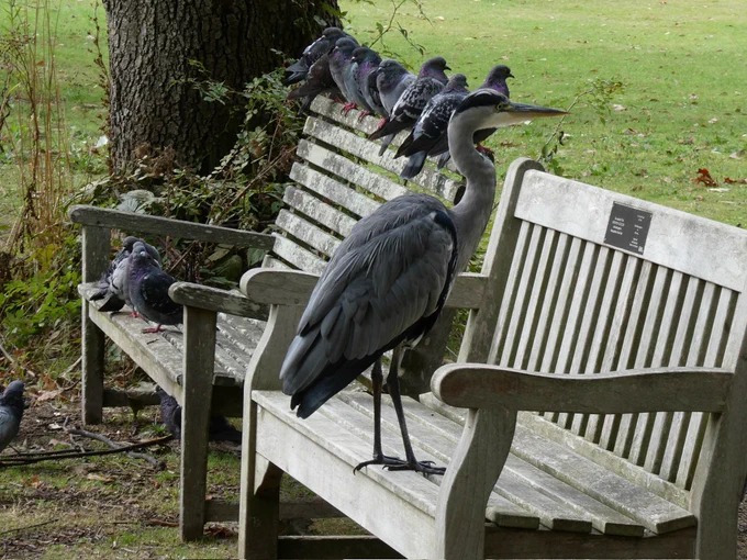 A heron stands on a park bench while a number of pigeons are lined up on a second bench behind.