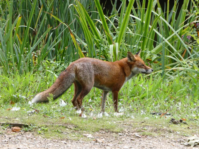 A fox stands on grass, with a background of tall, green plants. 