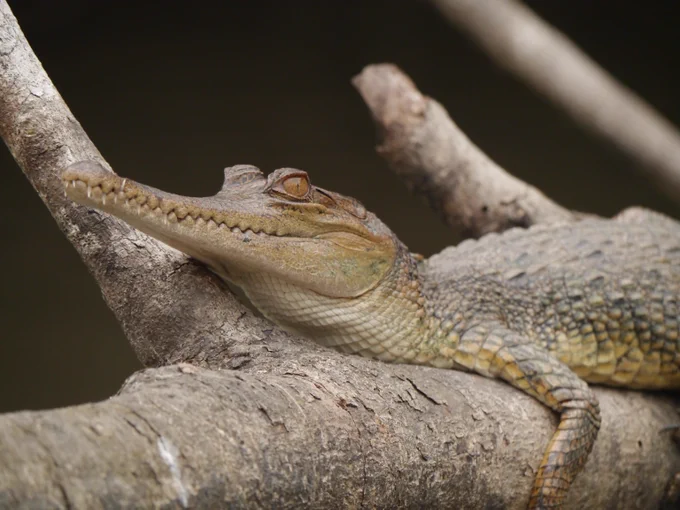 A light green-gray crocodile with a slender snout lays on a large log against a black background. 