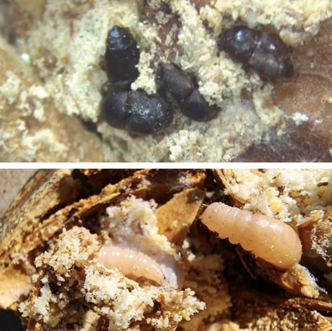 TOP: Both carpophilus beetle adults and larvae feed on the kernel and cause damage characterized by fine powdery frass and nutmeat, a white-creamy color with some webbing. Often, large numbers (more than 10) of adult and larvae are found per nut. BOTTOM: Navel orangeworm larvae cause damage characterized by thicker frass and silky webbing entangled with a darker, brownish appearance. Only larvae are present at harvest, usually 1 to 3 larvae per nut. Photos by UCCE Stanislaus IPM team