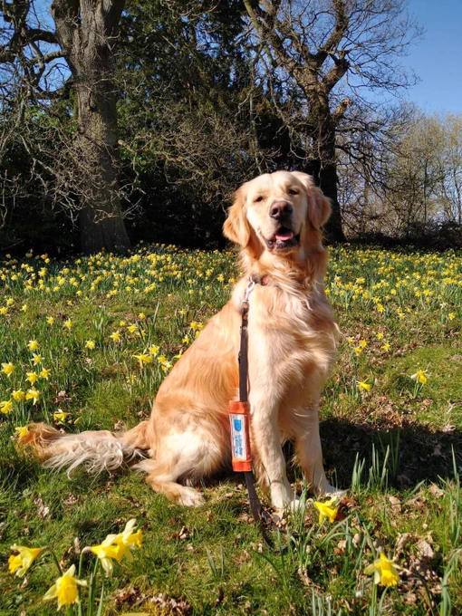 Golden retriever sitting in a park surrounded by daffodils