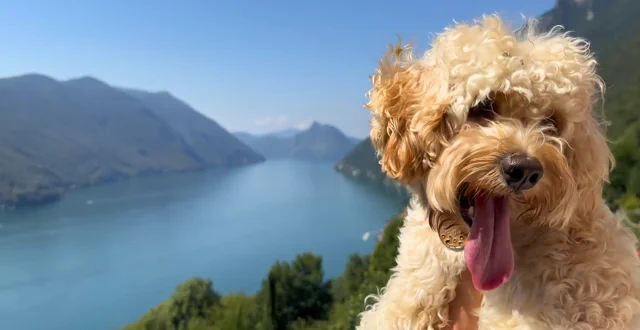 cane dal pelo riccio con la lingua fuori davanti a un lago e a montagne - Chico