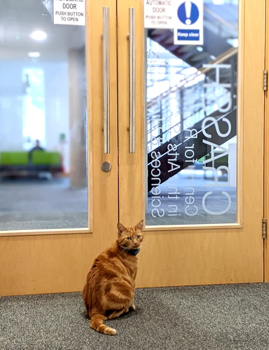 Odysseus the ginger cat waiting at the CRASSH entrance doors.
