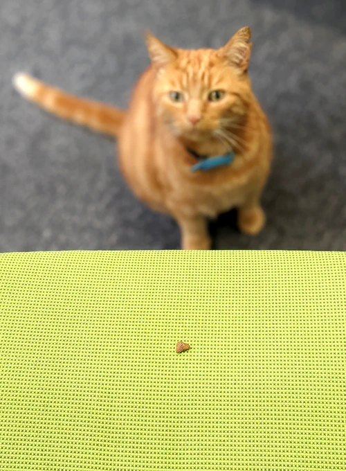 Odysseus the ginger cat checking out a treat on a chair in CRASSH.