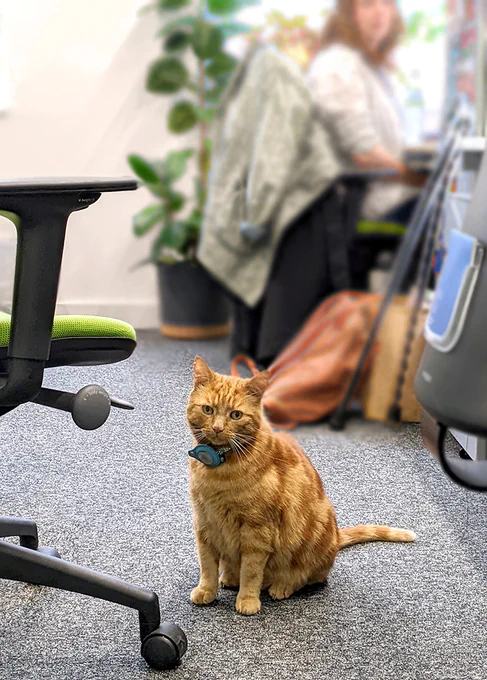 Odysseus the ginger cat inspecting the CRASSH offices.