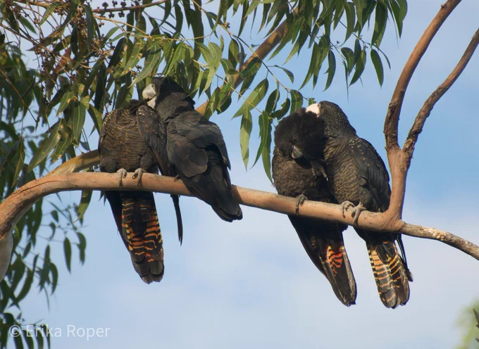 Photo of four large black birds with red tail stripes sitting on a branch, preening each other.