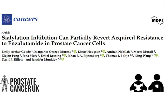 Sialylation Inhibition Can Partially Revert Acquired Resistance to Enzalutamide in Prostate Cancer Cells.