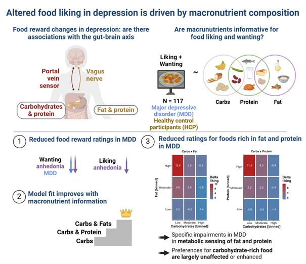 Altered food liking in depression is driven by the macronutrient composition of the depicted food. We analyzed wanting and liking ratings of patients with major depressive disorder (MDD) and matched healthy control participants. Patients with MDD reported lower food wanting, whereas food liking was primarily associated with symptoms of anhedonia. We then evaluated whether the macronutrient composition of the food accounted for differences in ratings. This led to a substantial improvement in models and showed that patients with MDD show specific deficits for food rich in fat and protein.