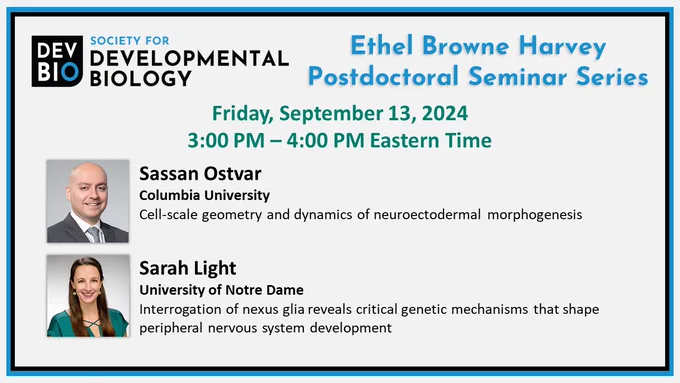 Society for Developmental Biology Ethel Browne Harvey Postdoctoral Seminar Series
Friday, September 13, 2024, 3:00pm - 4:00 pm Eastern Time
Sassan Ostvar (Columbia University)
Cell-scale geometry and dynamics of neuroectodermal morphogenesis
Sarah Light (University of Notre Dame)
Interrogation of nexus glia reveals critical genetic mechanisms that shape peripheral nervous system development