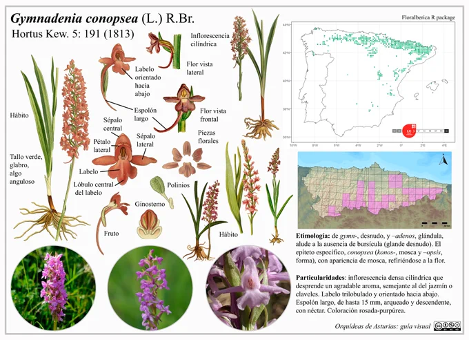 Team: @EduardoCires @luzmariamf @GonzalezToralC @candelacuestaUO @MauroSannaBot @chinasturias96 @Lopezalonsord. Credits: luzmariamf, aimnair, pieterhuy. Bibliography: Abbildungen der in Deutschland und den angrenzenden gebieten vorkommenden grundformen der orchideenarten (1904); Album des orchidées de l'Europe centrale et septentrionale (1899); Nouvelle flore coloriée de poche des Alpes et des Pyrénées (1906-1912); Alpen-Flora für Touristen und Pflanzenfreunde (1904); Choix de plantes de l'Europe centrale et particulièrement de la Suisse et de la Savoie (1878); British phaenogamous botany, or, Figures and descriptions of the genera of British flowering plants (1834-1843); Deutschlands flora (1798-1855); Orchidaceen Deutschlands, Deutsch-Oesterreichs und der Schweiz (1892-1894).