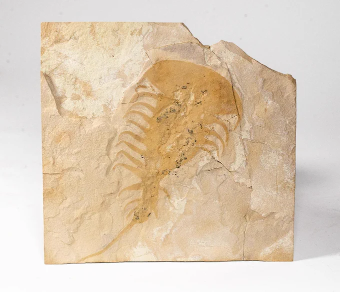 https://www.onlinefossilshop.com/shop/arthropods/upper-cambrian-softbodied-arthropod-falcatamacaris/