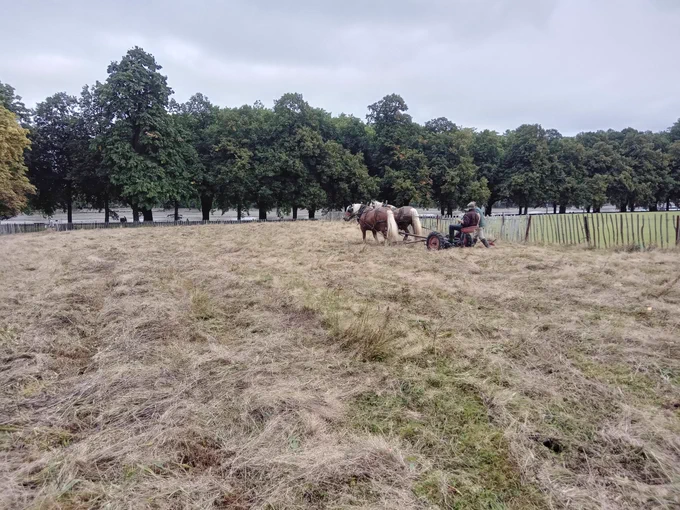 The heavy horses at work in Wandsworth Park.