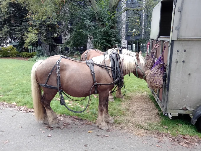 Two heavy horses eating hay from the horsebox.