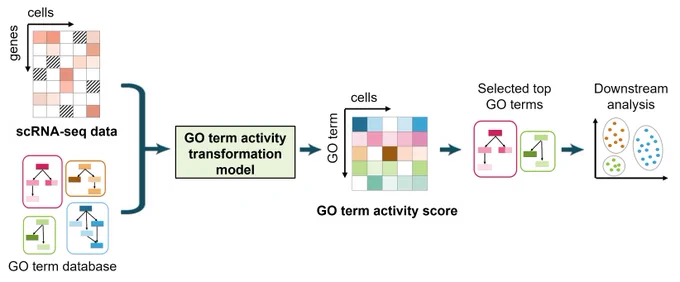 Diagram illustrating the process of transforming single-cell RNA-seq data into GO term activity scores using a GO activity transformation model. The flow starts with scRNA-seq data represented in multi-colored blocks, leads through transformation models symbolized by a matrix and an arrow, and ends in GO term activity scores depicted as various colored shapes like circles and hexagons.