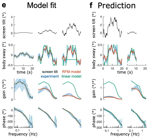 The model explains sway across different stimulus amplitudes. The nonlinear - less then proportional - increase in sway response amplitudes is accounted for by the model and sway responses to other stimuli can be predicted (f).