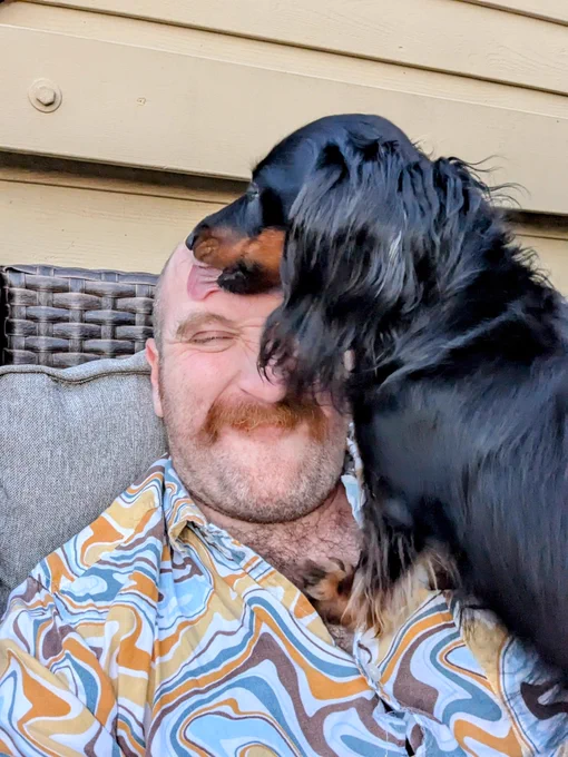 A miniature Dachshund viciously licks Joe's forehead 