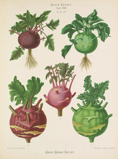 Vintage botanical painted illustrations of root vegetables from the Album Benary.