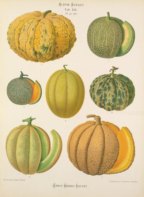Vintage botanical painted illustrations of melons  from the Album Benary.