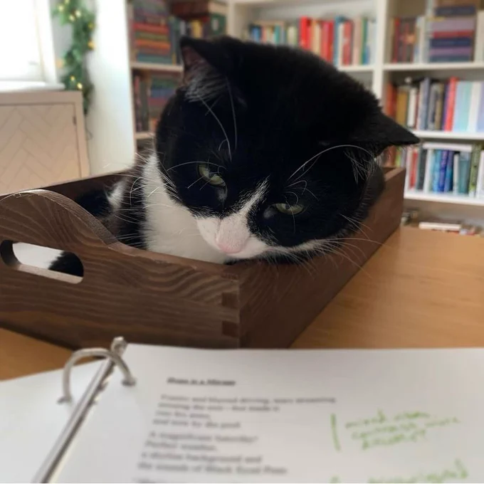 Black and white cat reclining in a wooden paper tray, looking over a marked up poem on paper in a binder.