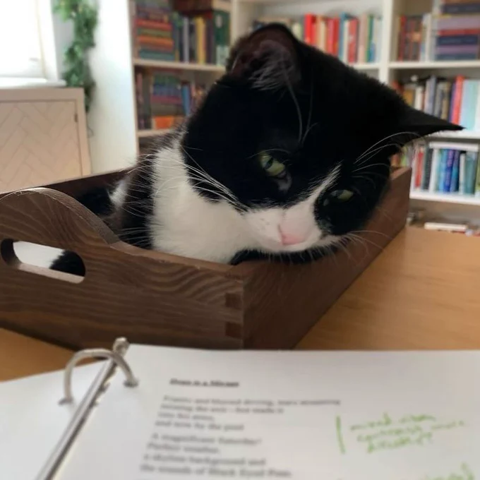 Black and white cat reclining in a wooden paper tray, looking over a marked up poem on paper in a binder.