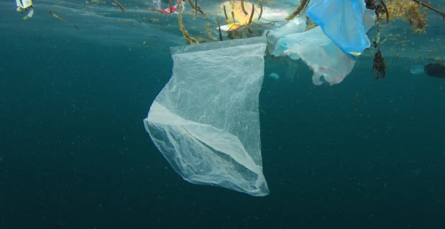 Un sacchetto galleggia sotto la superficie del mare circondato da alghe e altri rifiuti di plastica - Giornata mondiale senza sacchetti di plastica 