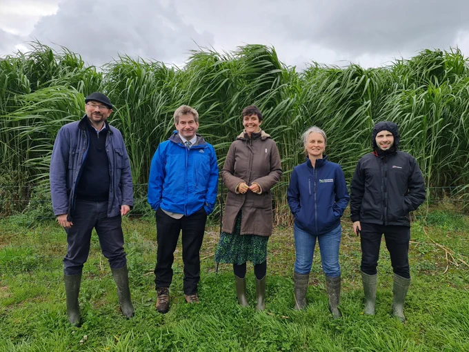 people in front of miscanthus plants