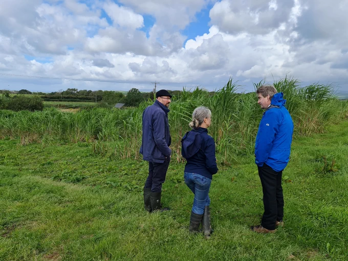 people talking about miscanthus plants in the background