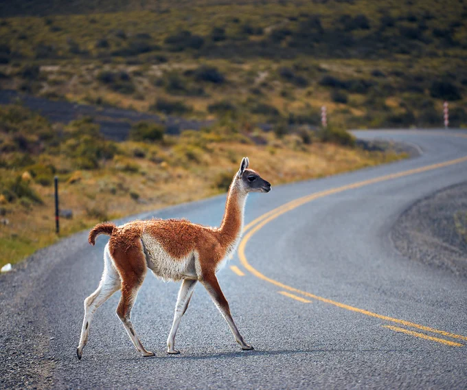 A llama-shaped guanaco with rust-colored fur on its back and outer legs and white-colored fur on its undersides crosses a windy road in a steppe-like area. Photo by Deensel.