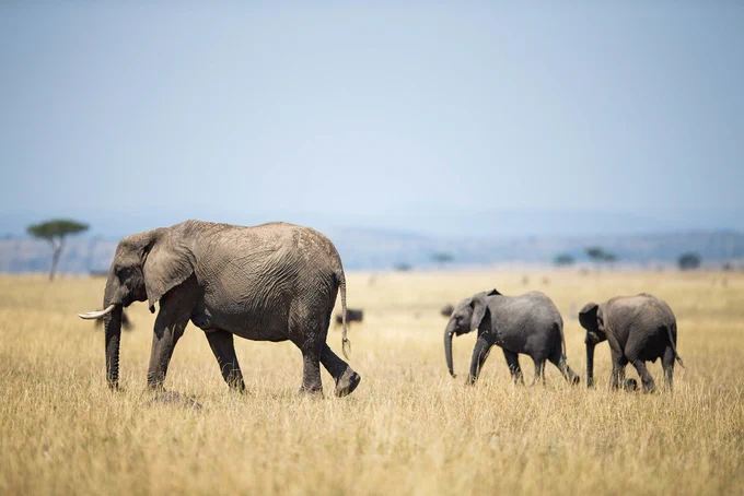 An adult African elephant with two calves walk in single-file across a grassy plain. "Make it Kenya" Photo by Stuart Price.