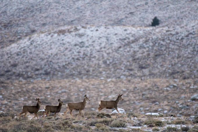 Four gray-brown mule deer, two adults and two fawns, walk in single-file across a snow-dotted steppe in the Red Dessert to Hoback migration corridor. Wyoming Migration Initiative photo by Joe Riis.