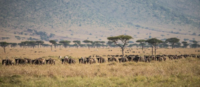 Numerous dark brown wildebeest walk in a tight line across a grassy plain. In the distance, there are tall acacia trees. In the far distance, the ground slopes upward. "Make it Kenya" Photo by Stuart Price.