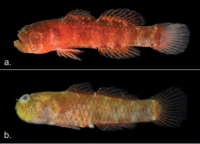 Nunes Peinemann V, Pombo-Ayora L, Tornabene L, Berumen ML (2024) The Grumpy dwarfgoby, a new species of Sueviota (Teleostei, Gobiidae) from the Red Sea. ZooKeys 1212: 17-28. https://doi.org/10.3897/zookeys.1212.121135