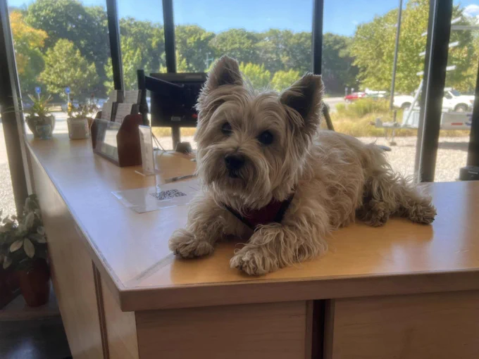 Coxy lays on the front lobby desk, welcoming all.