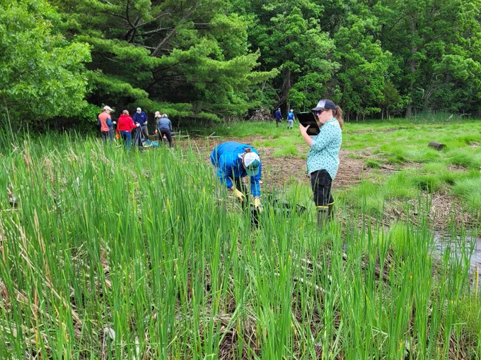 Group of people working together picking up litter from a salt marsh coast