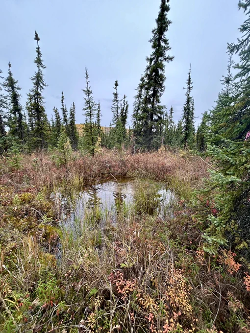 Image of subsidence and flooding in a permafrost forest in Alaska.