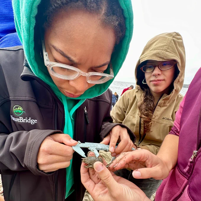 Close-up of a NatureBridge educator measuring a small crab with calipers as another educator looks on