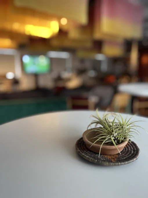 
📷 Image 03: Airplant pictured at event.Courtesy of Invisible Flock