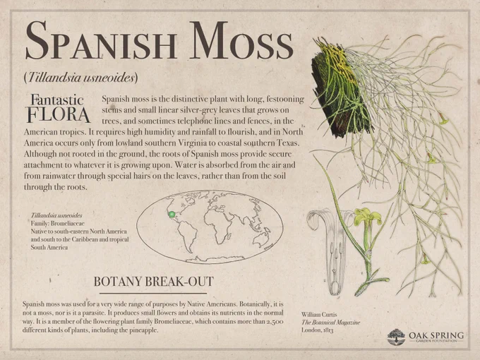 Spanish moss (Tillandsia usneoides) is the distinctive plant with long, festooning stems and small linear silver-grey leaves that grows on trees, and sometimes telephone lines and fences, in the American tropics. It requires high humidity and rainfall to flourish, and in North America occurs only from lowland southern Virginia to coastal southern Texas. Although not rooted in the ground, the roots of Spanish moss provide secure attachment to whatever it is growing upon. Water is absorbed from the air and from rainwater through special hairs on the leaves, rather than from the soil through the roots.

Spanish moss was used for a very wide range of purposes by Native Americans. Botanically, it is not a moss, nor is it a parasite. It produces small flowers and obtains its nutrients in the normal way. It is a member of the flowering plant family Bromeliaceae, which contains more than 2,500 different kinds of plants, including the pineapple. 