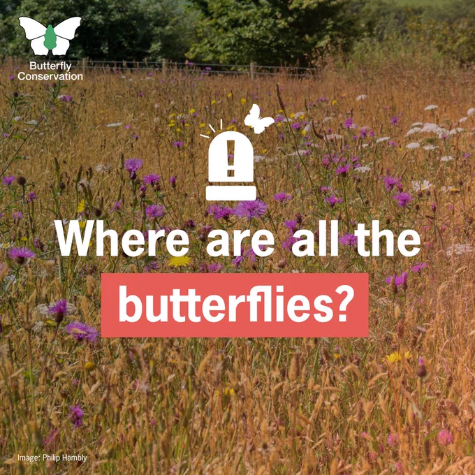 A colourful wildflower meadow with no insects. Text overlay reads: "Where are all the butterflies?" with alarm and butterfly graphic above the text. Image credit Philip Hambly. Butterfly Conservation logo in top left corner.