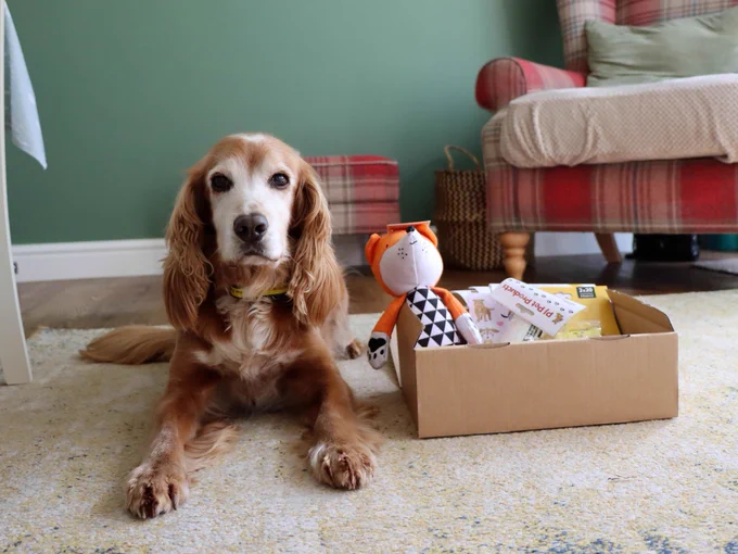 [Image description: a golden coloured Spaniel is lying down on a rug in a living room, next to a cardboard box full of toys and treats.]