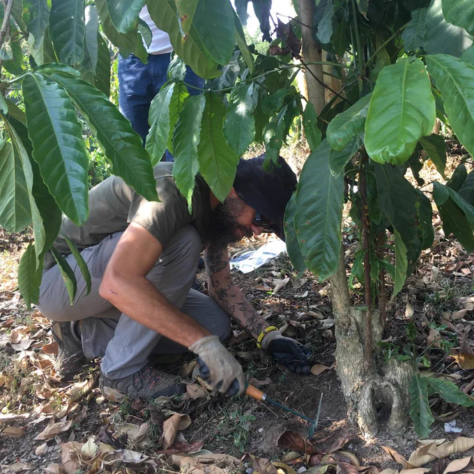 Kaweri Coffee Plantation, july 2024