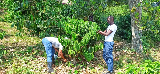 Kaweri Coffee Plantation, july 2024