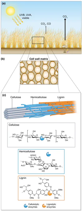 Plant litter decomposition and photodegradation in terrestrial ecosystems.