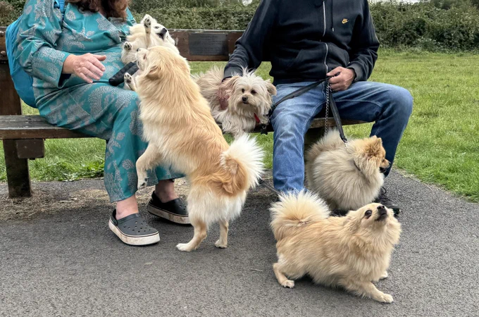 A west highland terrier sat thoughtfully on a bench while four Pomeranians around him act the twat. One is on its back, paws in the air. One is barking at me taking the photo. Another is begging for treats from his owner while the last, perhaps the only one with a shred of self awareness, stares away from them all, hoping against hope that their actions don’t reflect badly on him. Soz mate they really do
