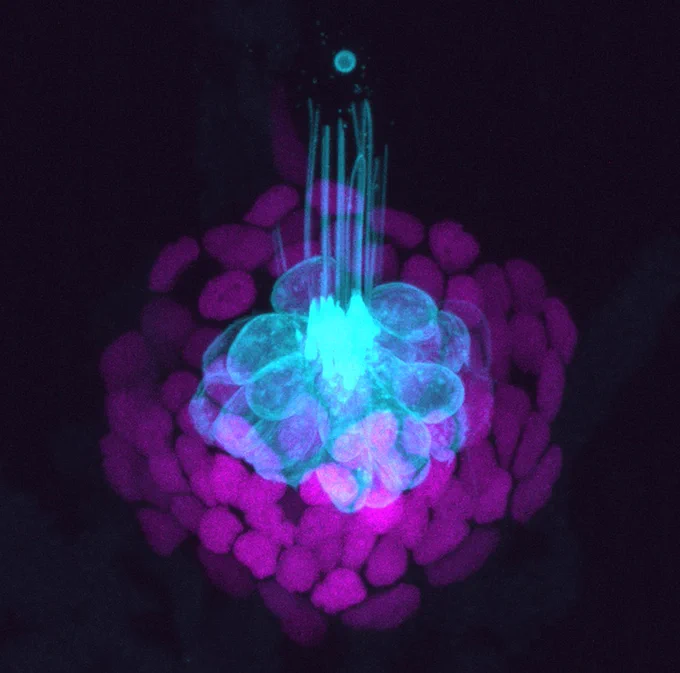 Lateral line neuromast. Sensory hair cells in cyan and support cells in magenta.