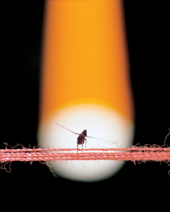 A yellow spotlight shows a flea balancing on pink rope.