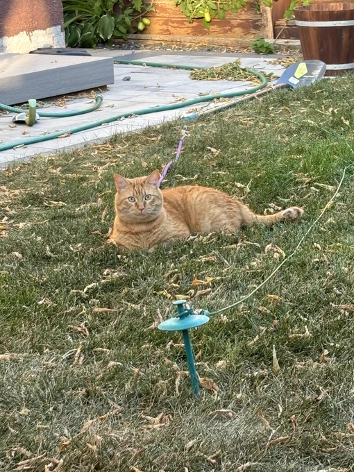 My orange cat lounging in the yard, leashed.